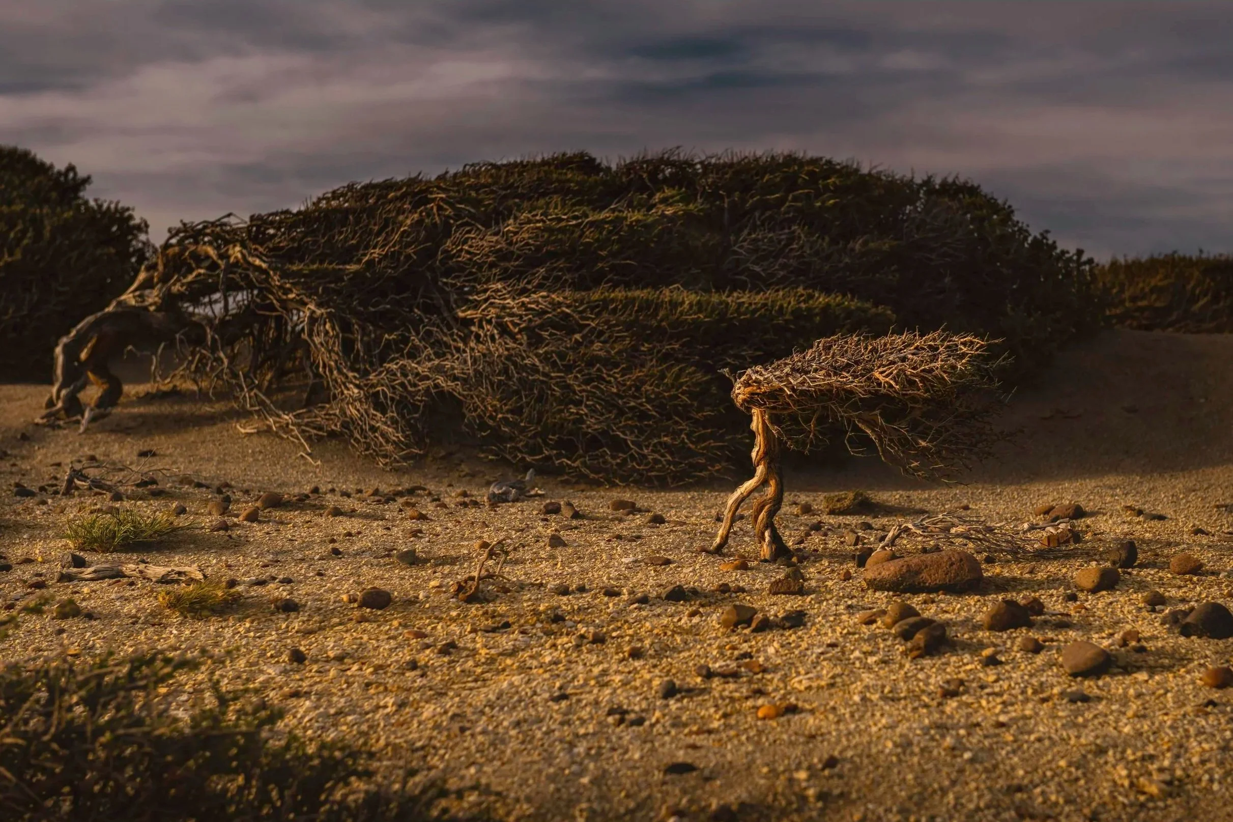 Desert Creatures: Fine Art Print