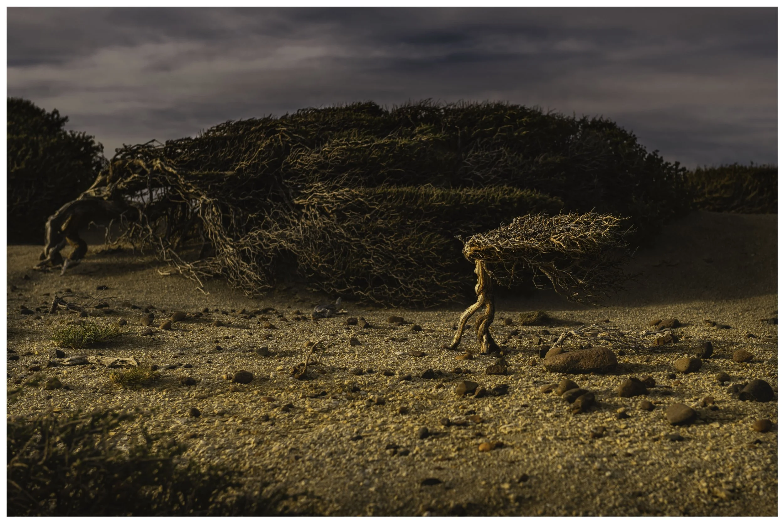 Desert Creatures: Fine Art Print