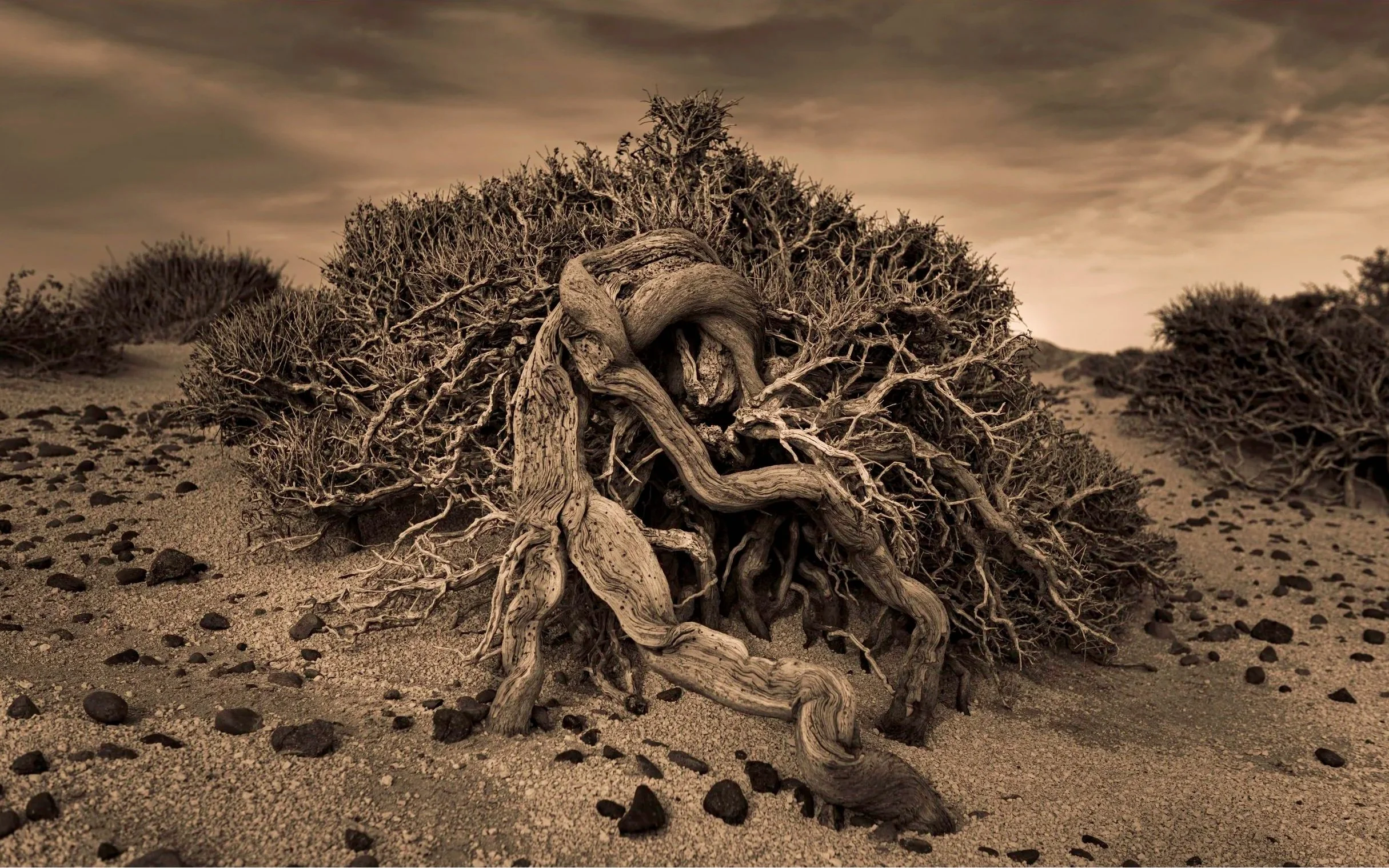 Stranglehold — Fine Art Print