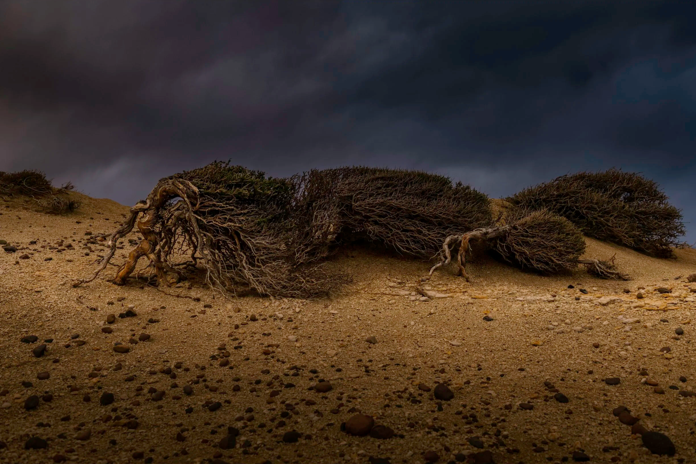 Ancient wind-sculpted shrubs in the Patagonian desert, Argentina — Strange Creatures fine art photography collection