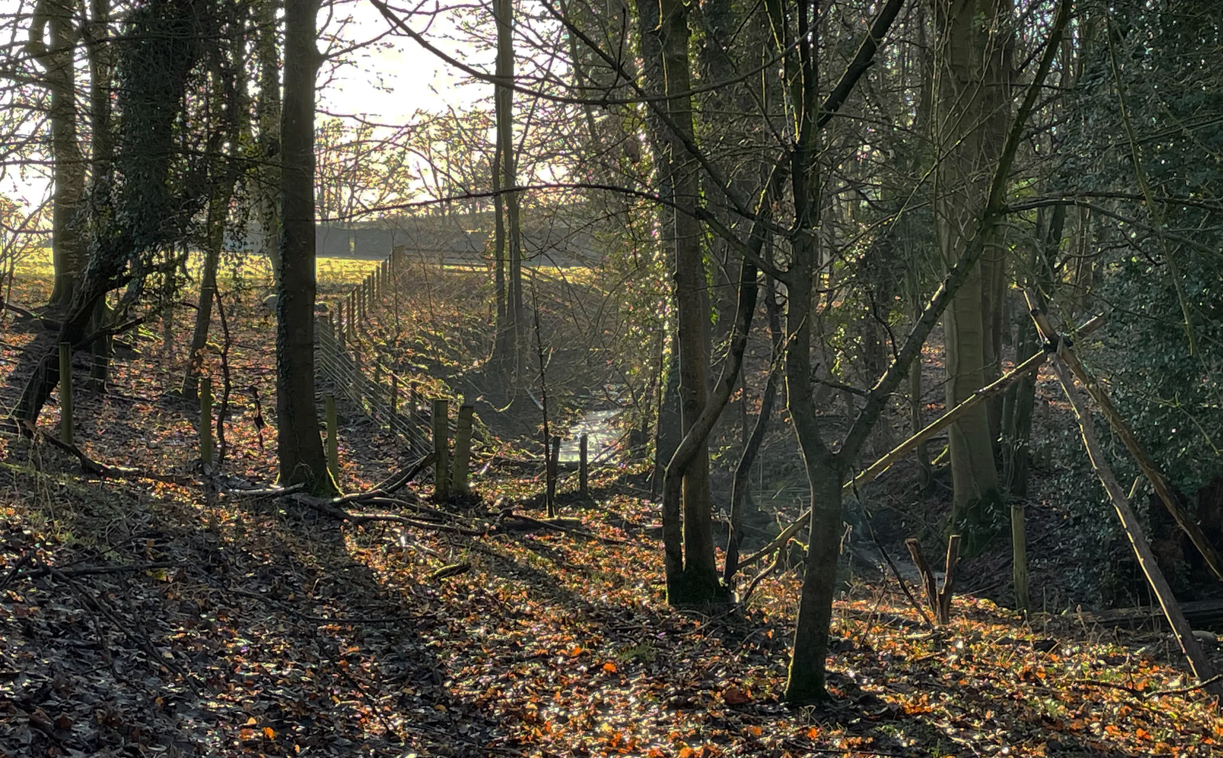 Sunlight shining through leafless trees in a wooded area with a fence in the background.