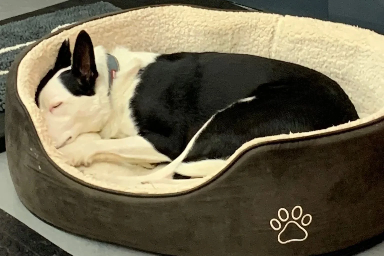 dog resting at doggy daycare