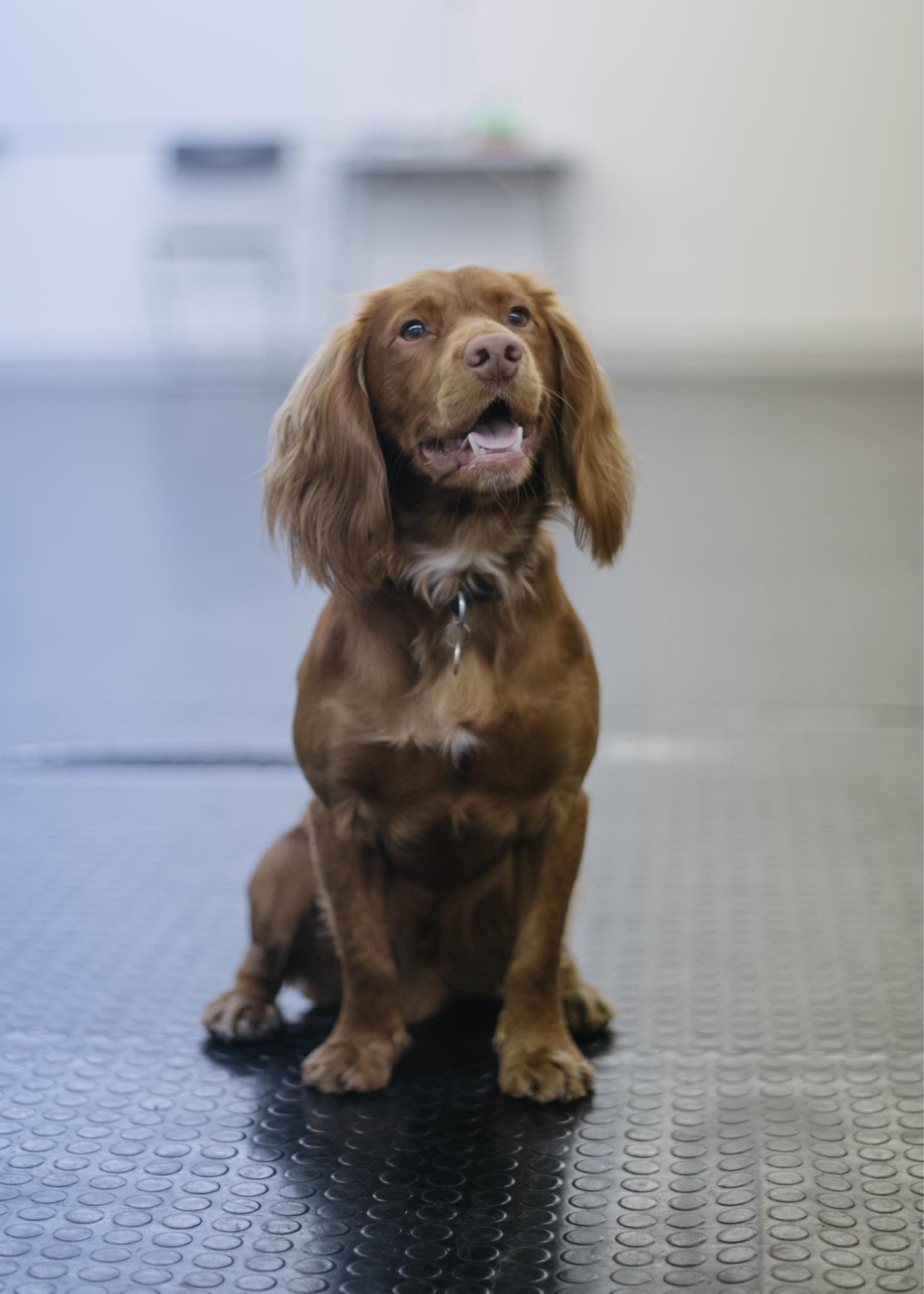 Teenage dog training