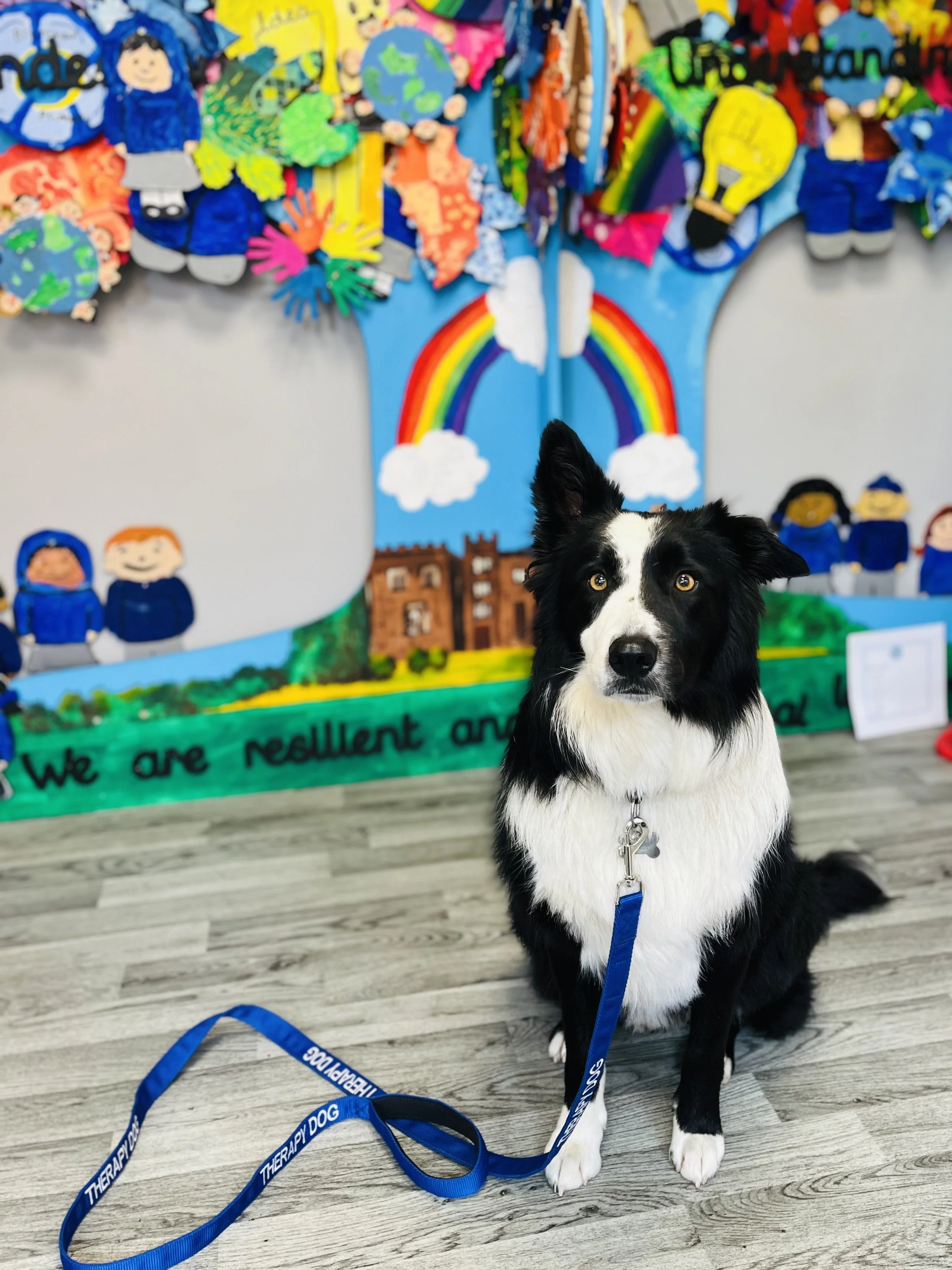 Black and white dog sitting on a wooden floor in front of a colorful wall display with rainbows, clouds, and children’s drawings. The dog has a blue leash labeled 'THERAPY DOG' around its neck and looks directly at the camera.