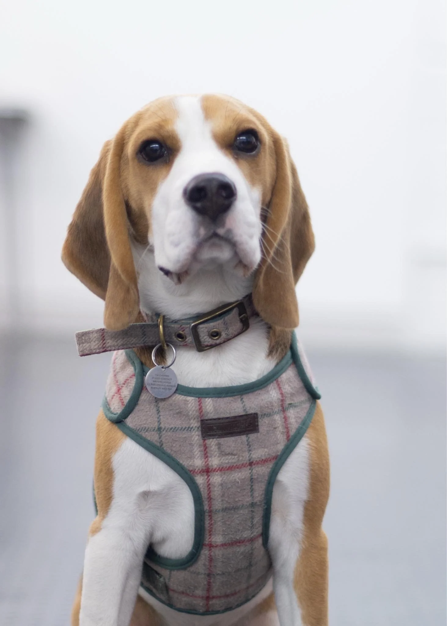 Private dog training