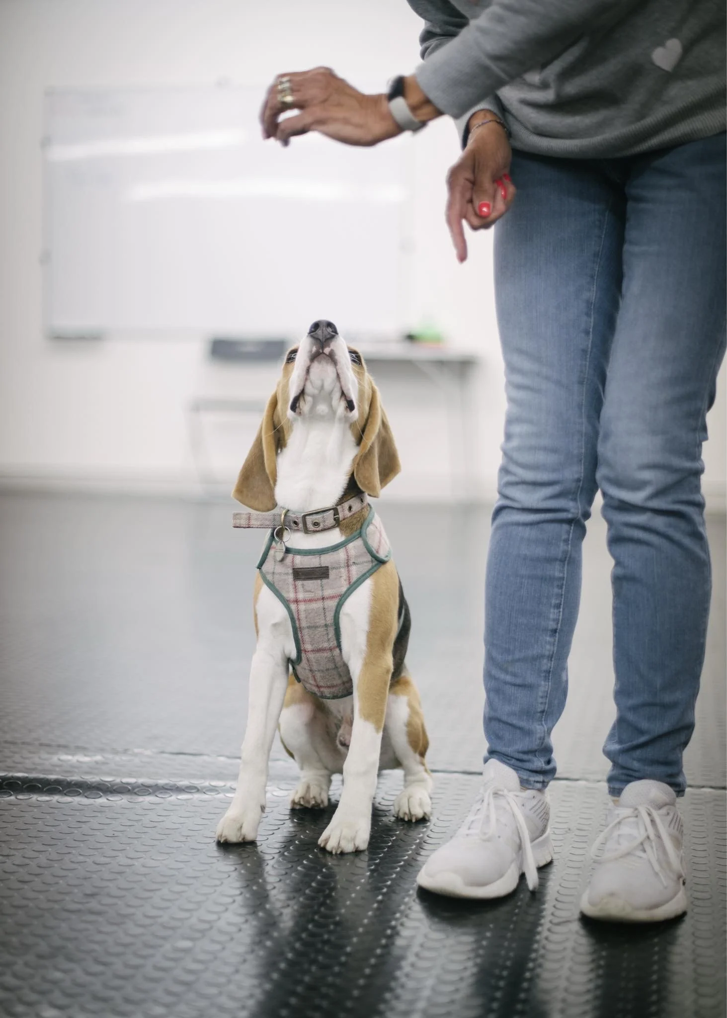 Dog Training near me