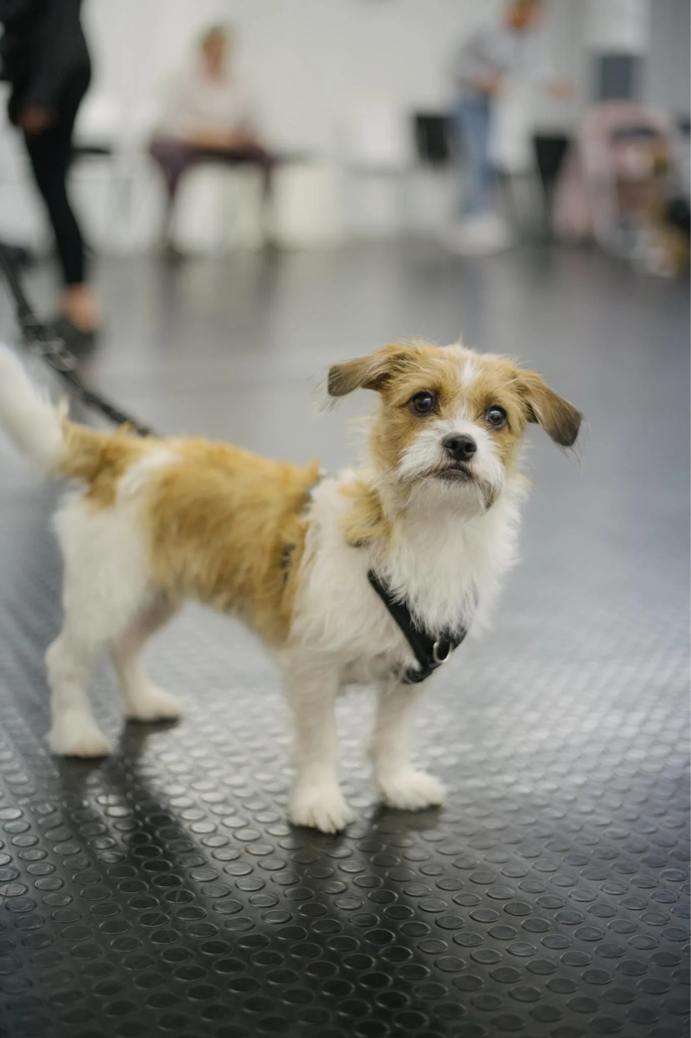 dog training classes