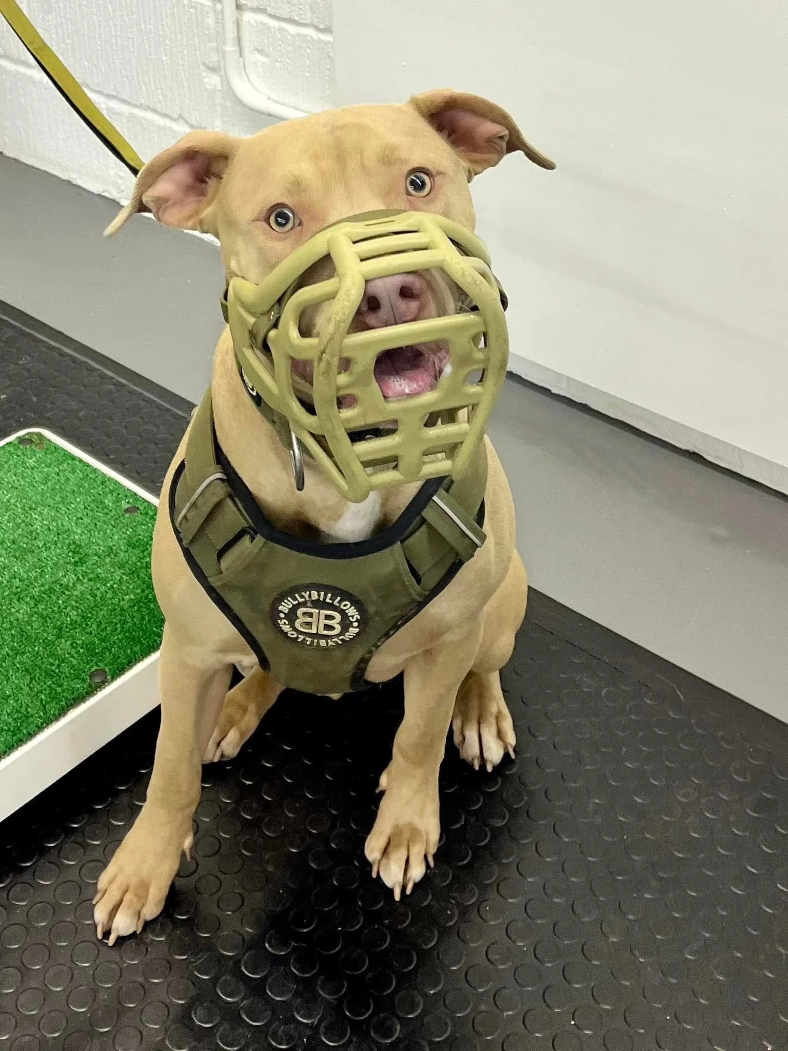 aggressive dog trainer