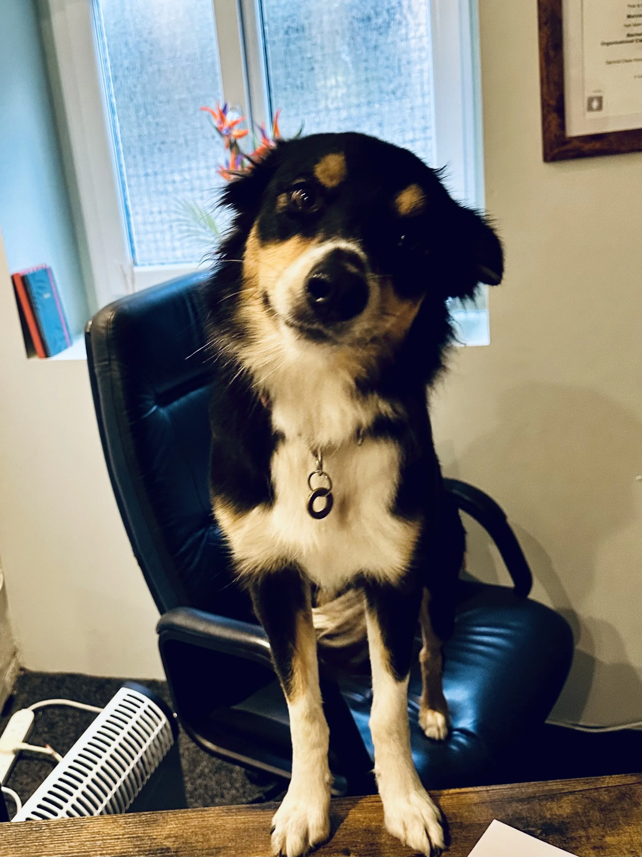 A black and tan dog with a white chest and paws standing on a wooden table, tilting its head, in a room with a window and office chair