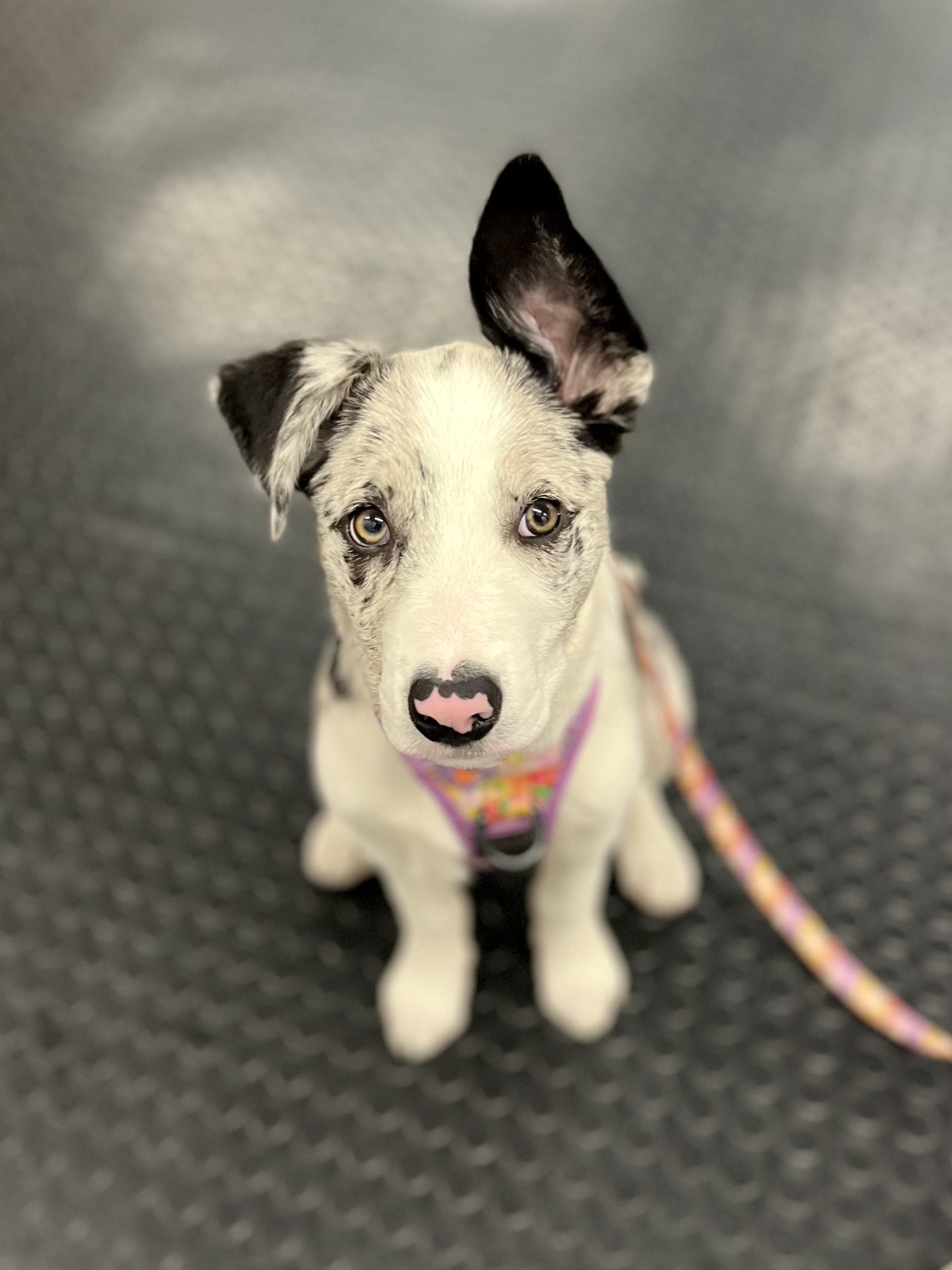 puppy training Lancashire