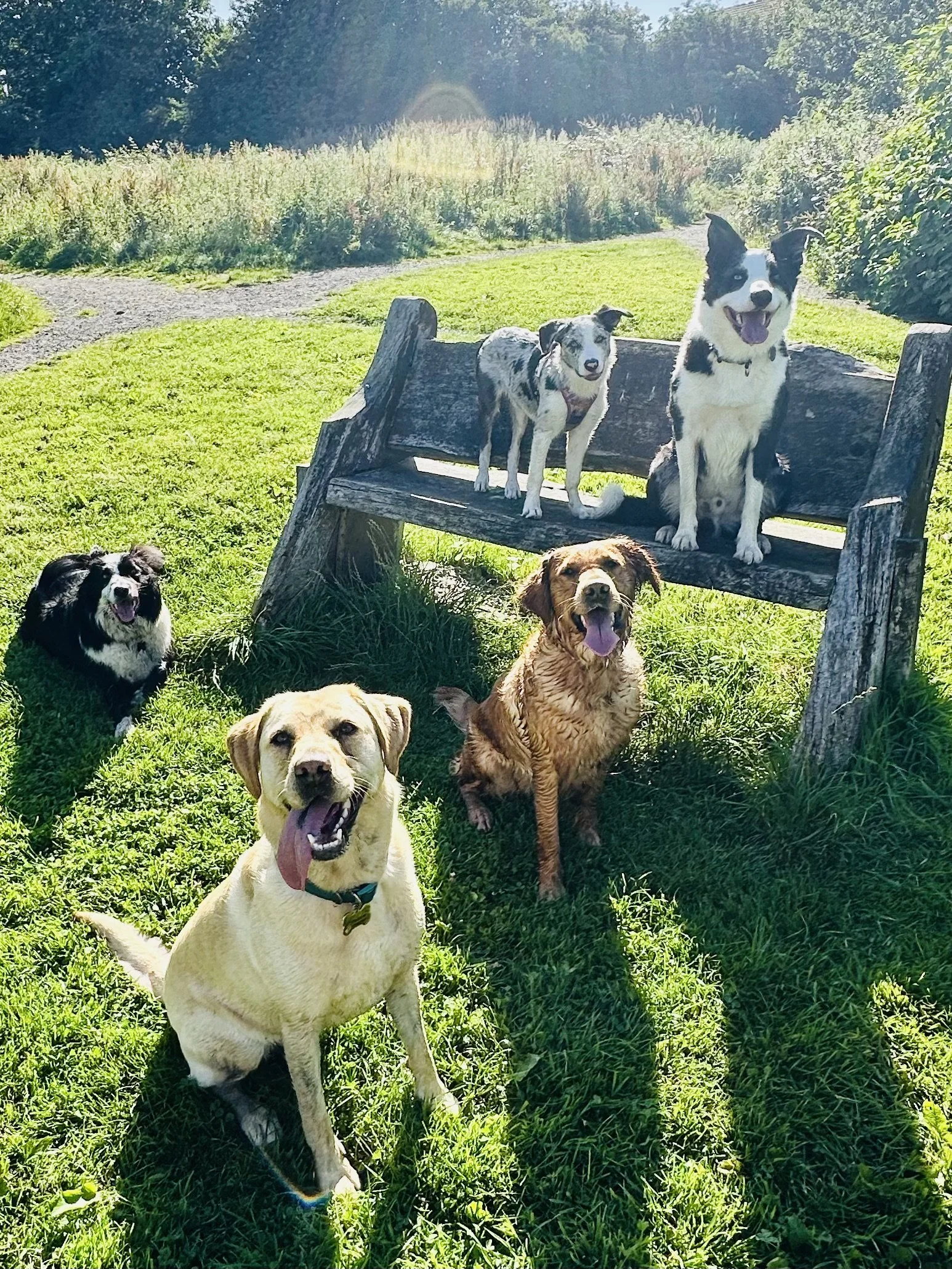 doggy daycare walking trip