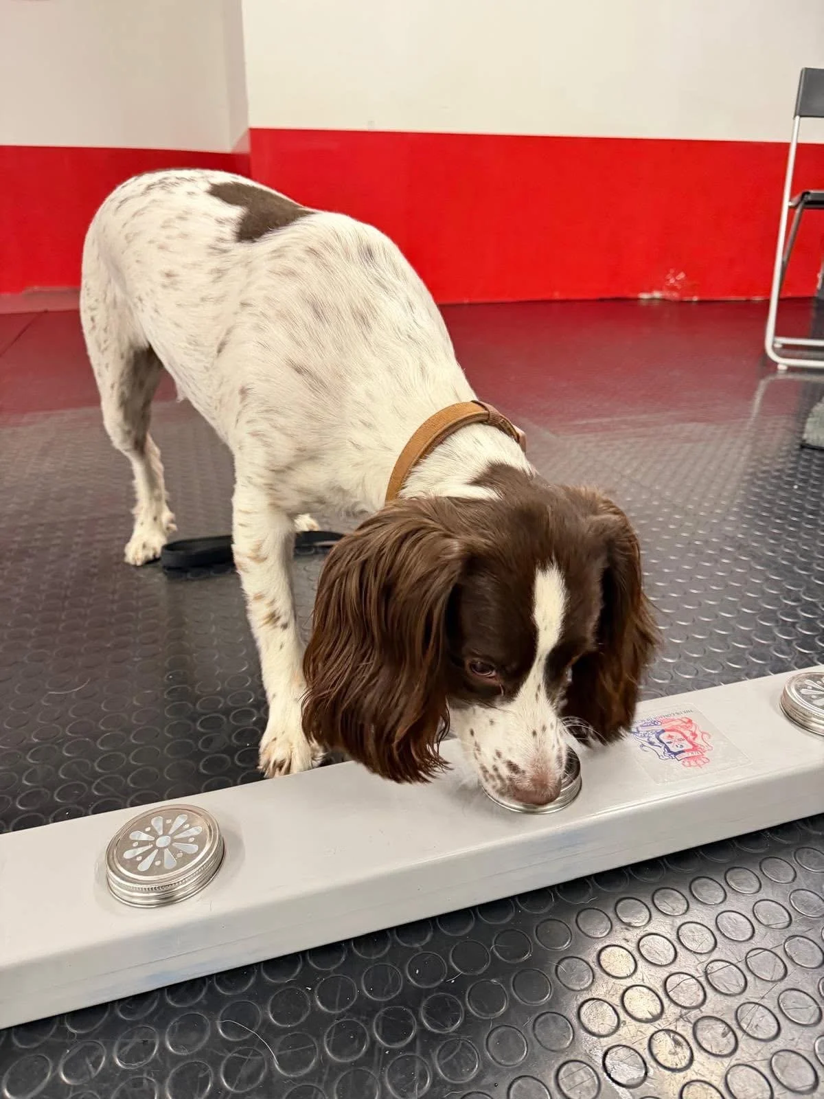 Sniffer dog training