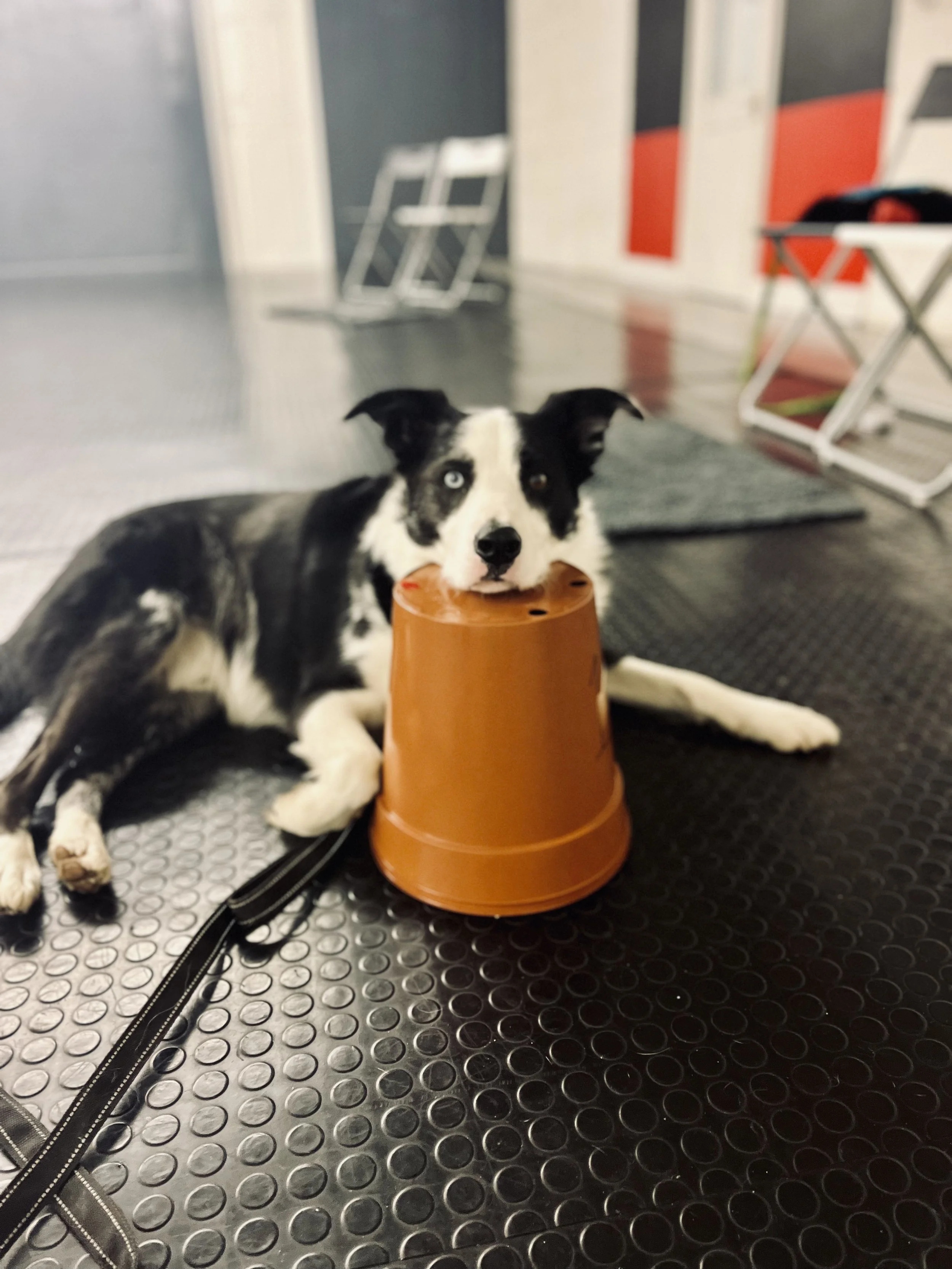 Obedience training near me