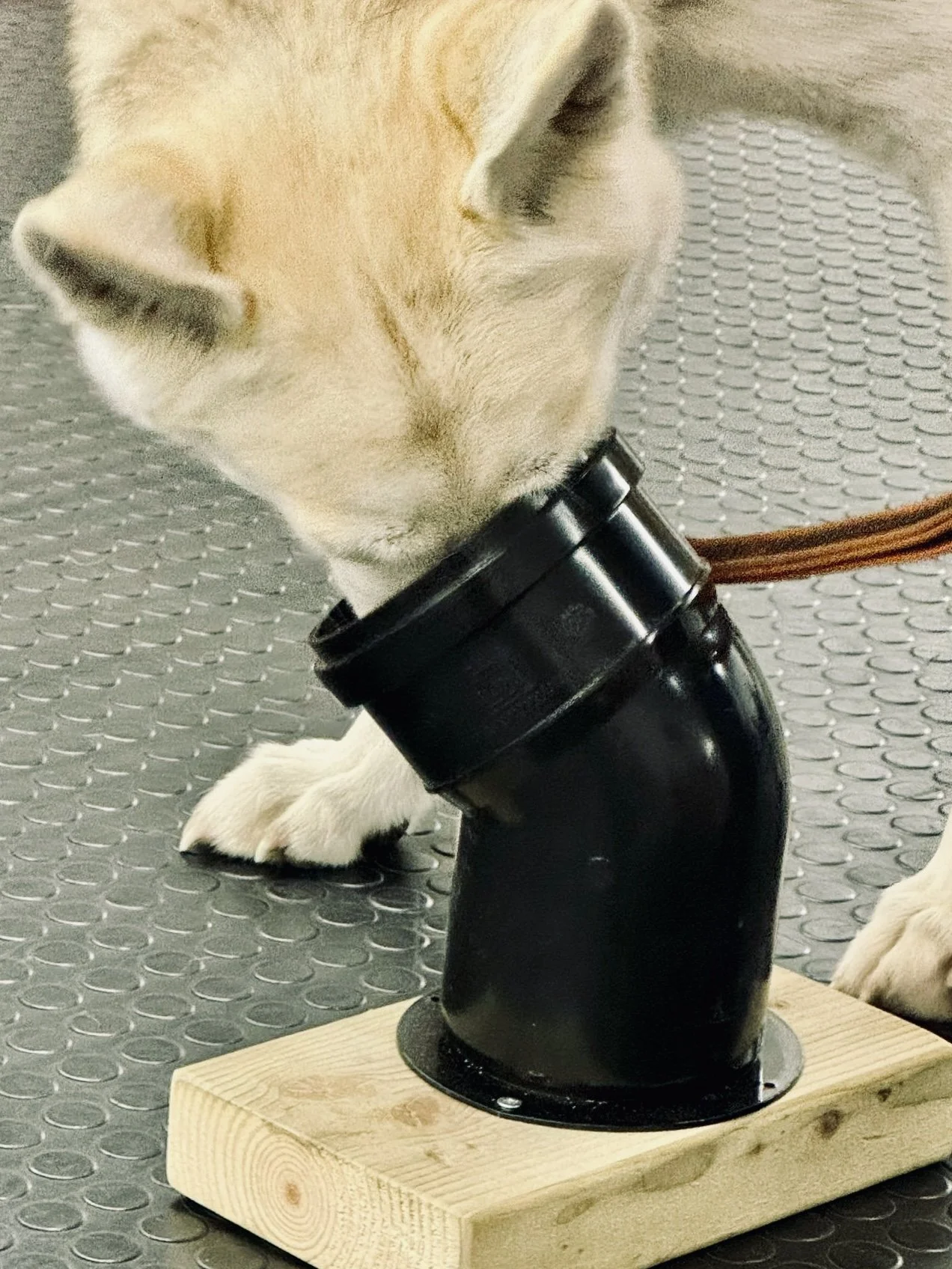 Scent Work classes Accrington