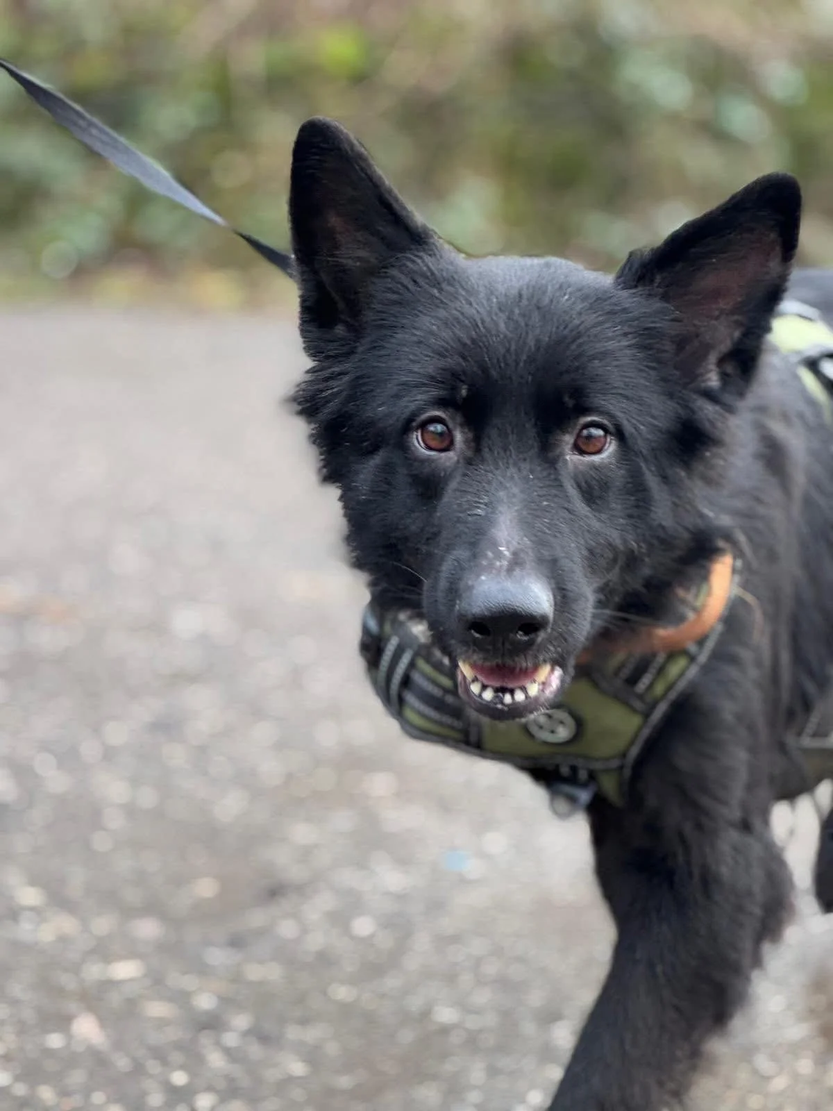 Dog tracking in Accrington