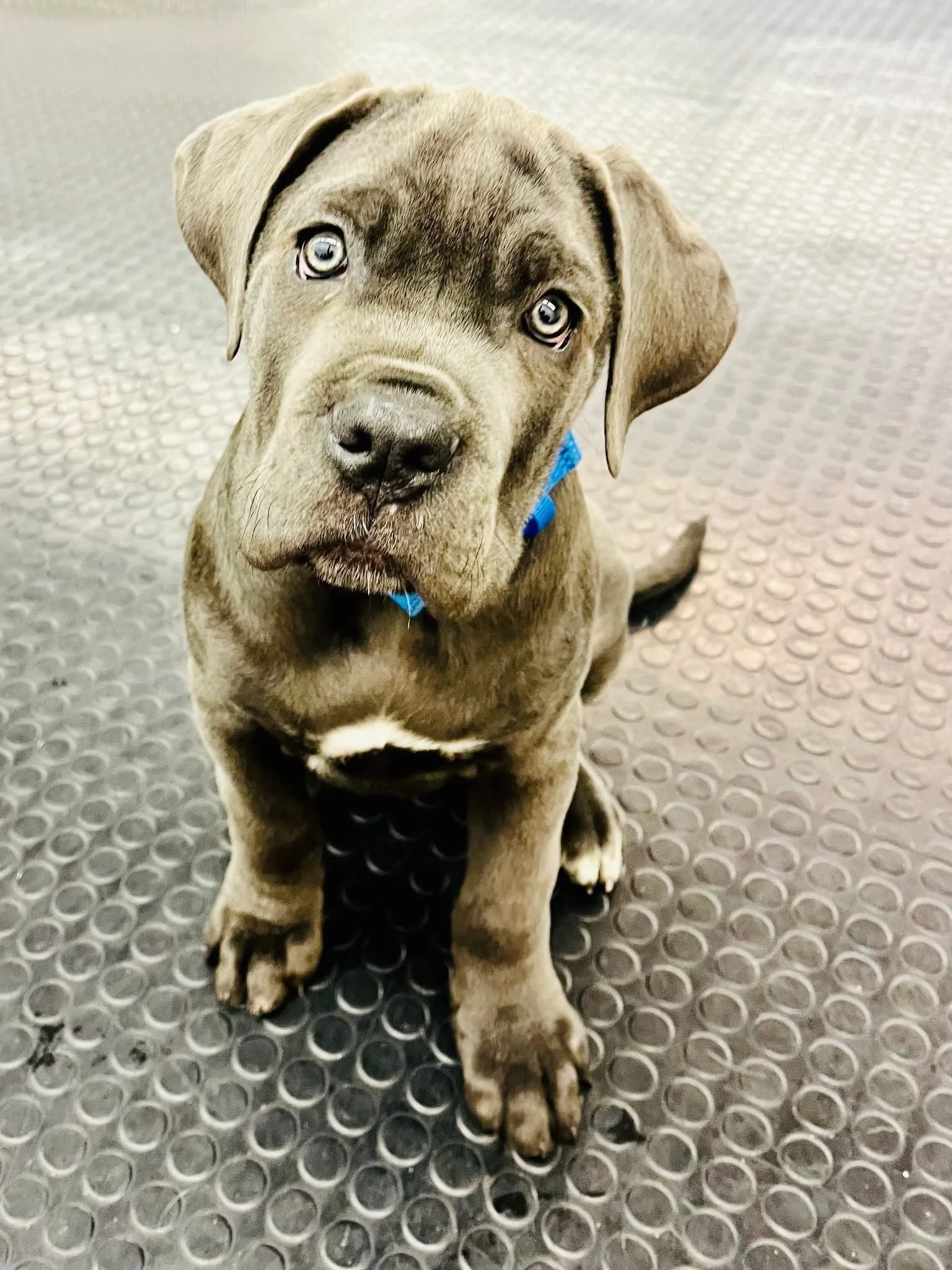 dog behaviour training