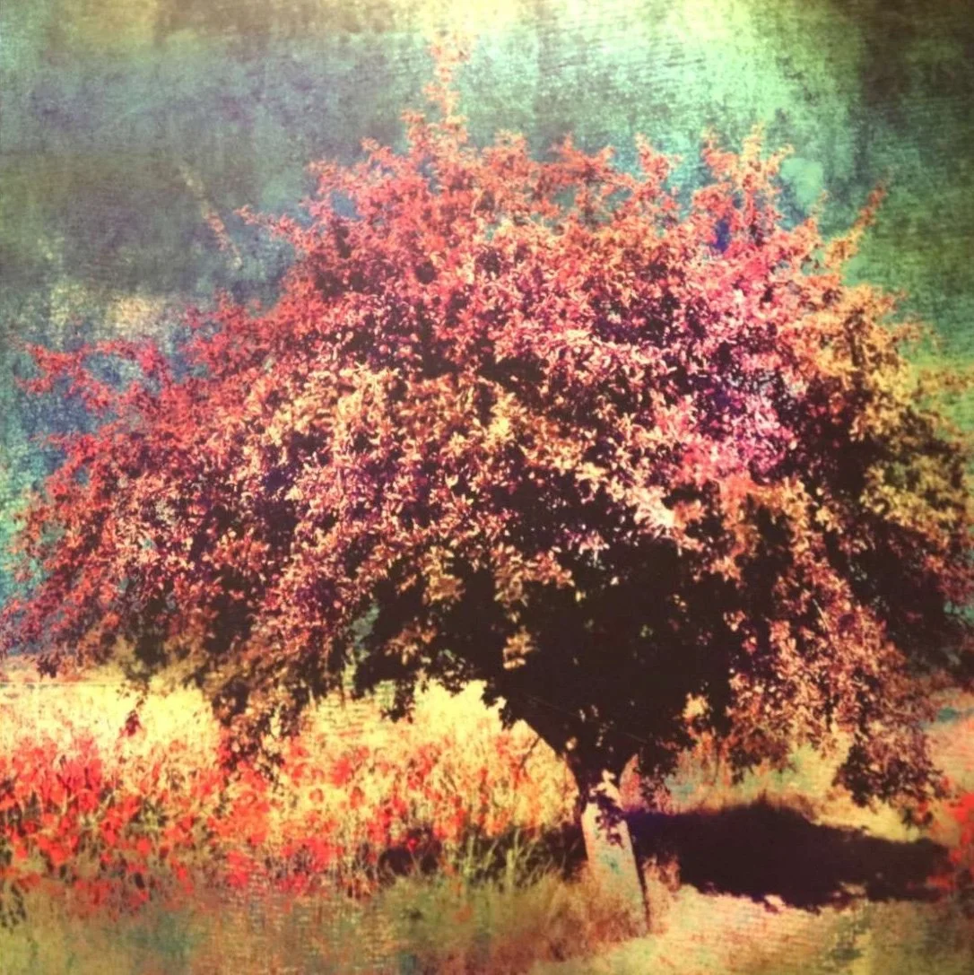 Ein Baum mit pinkfarbigen Blüten steht auf einer Wiese mit gras. Im Hintergrund ist ein unscharfer, grüner Wald zu sehen.