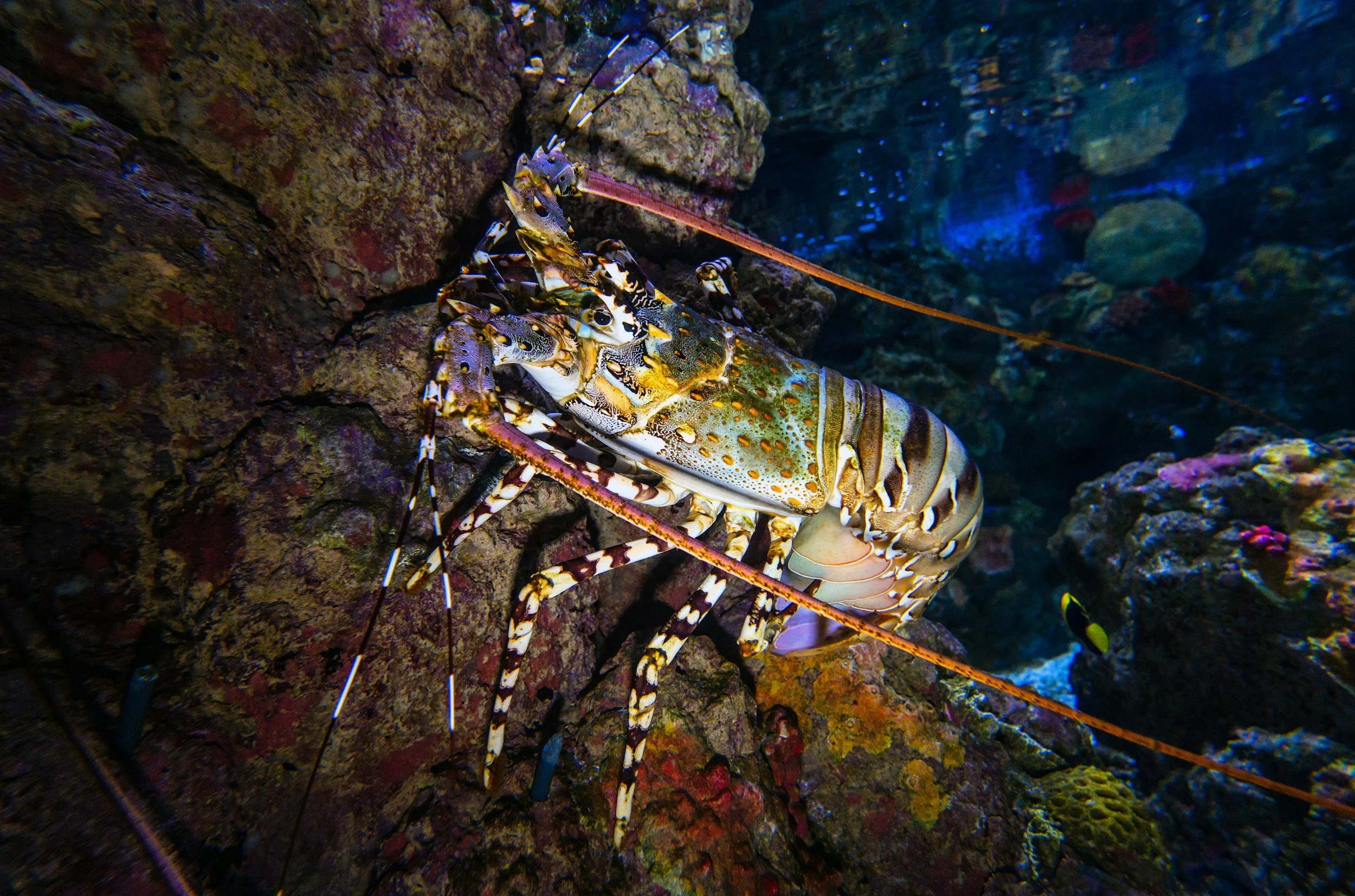 Lobsters at Fowey Aquarium