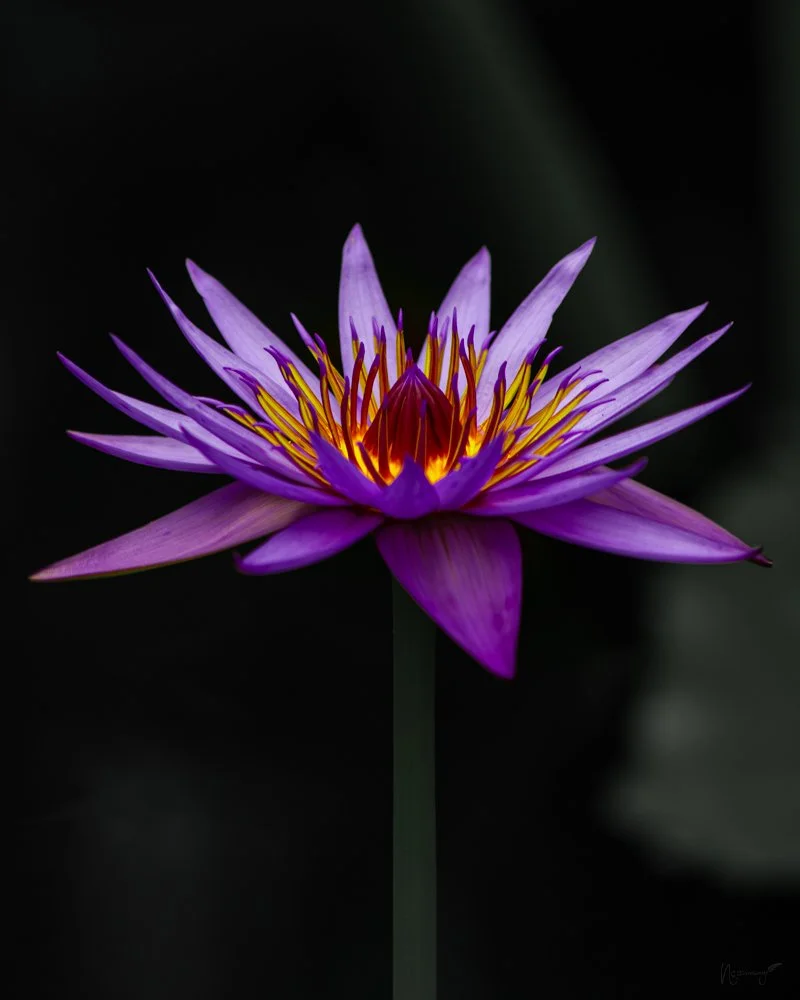 Flor de foc