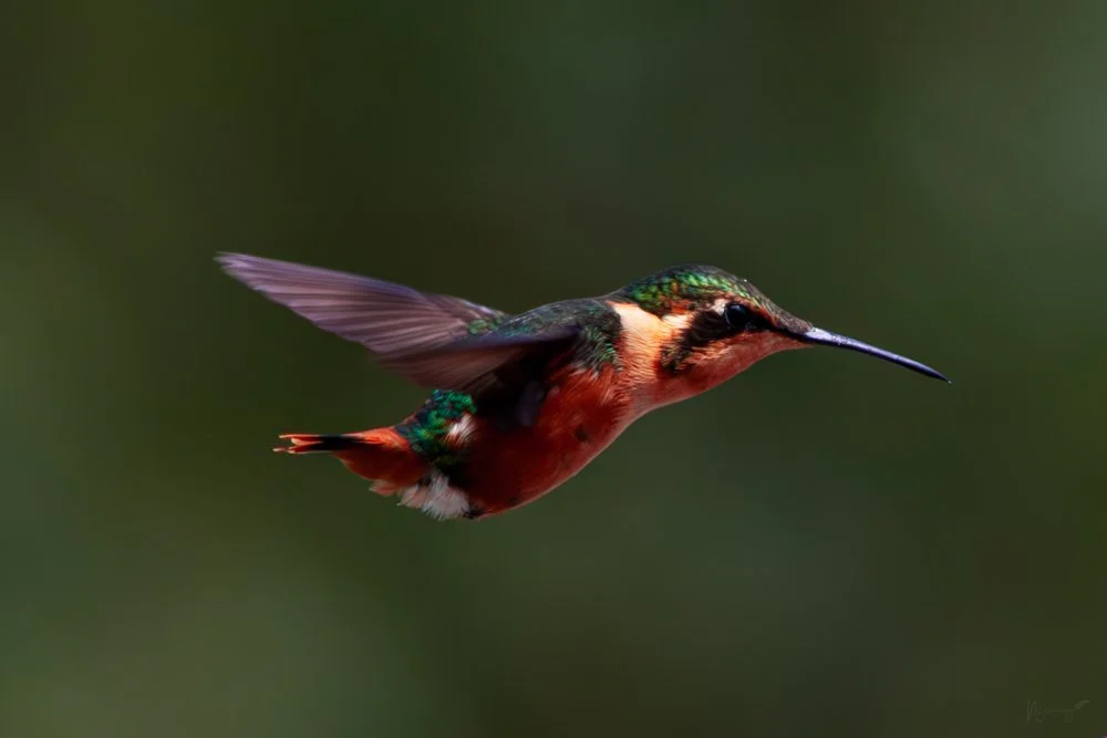 Colibri_petit_FotoNatura.jpg