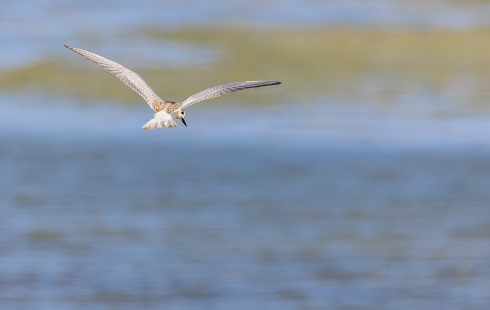 Fumarell_carablanc_FotoNatura.jpg
