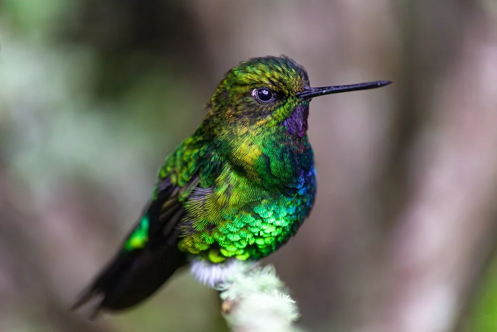 Colibri_posant_FotoNatura.jpg