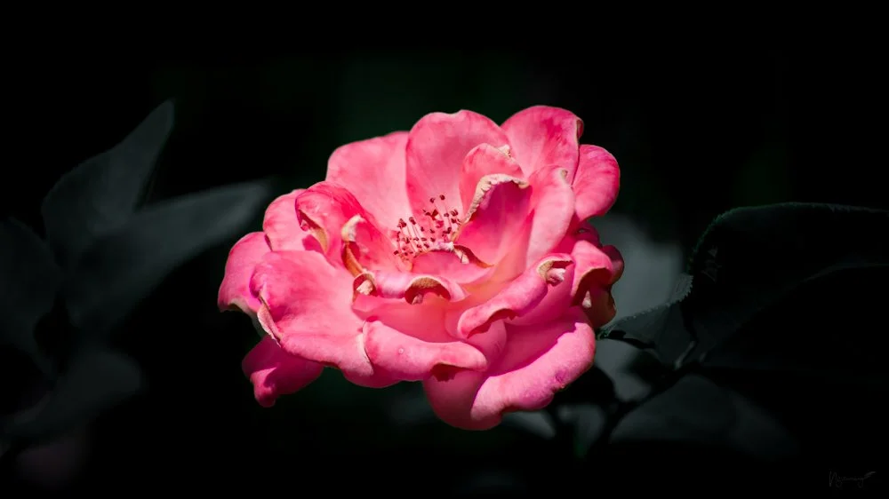 Rosa