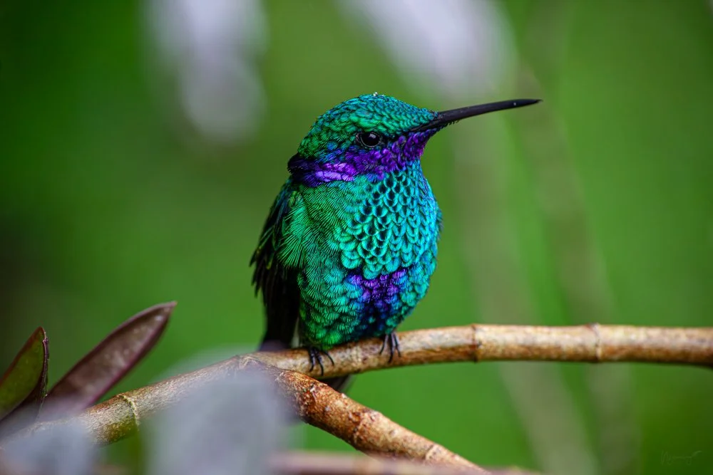 Colibri_Gota_FotoNatura.jpg