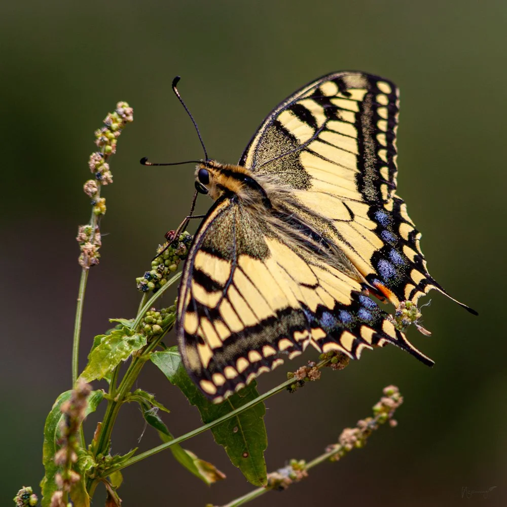 Papallona reina