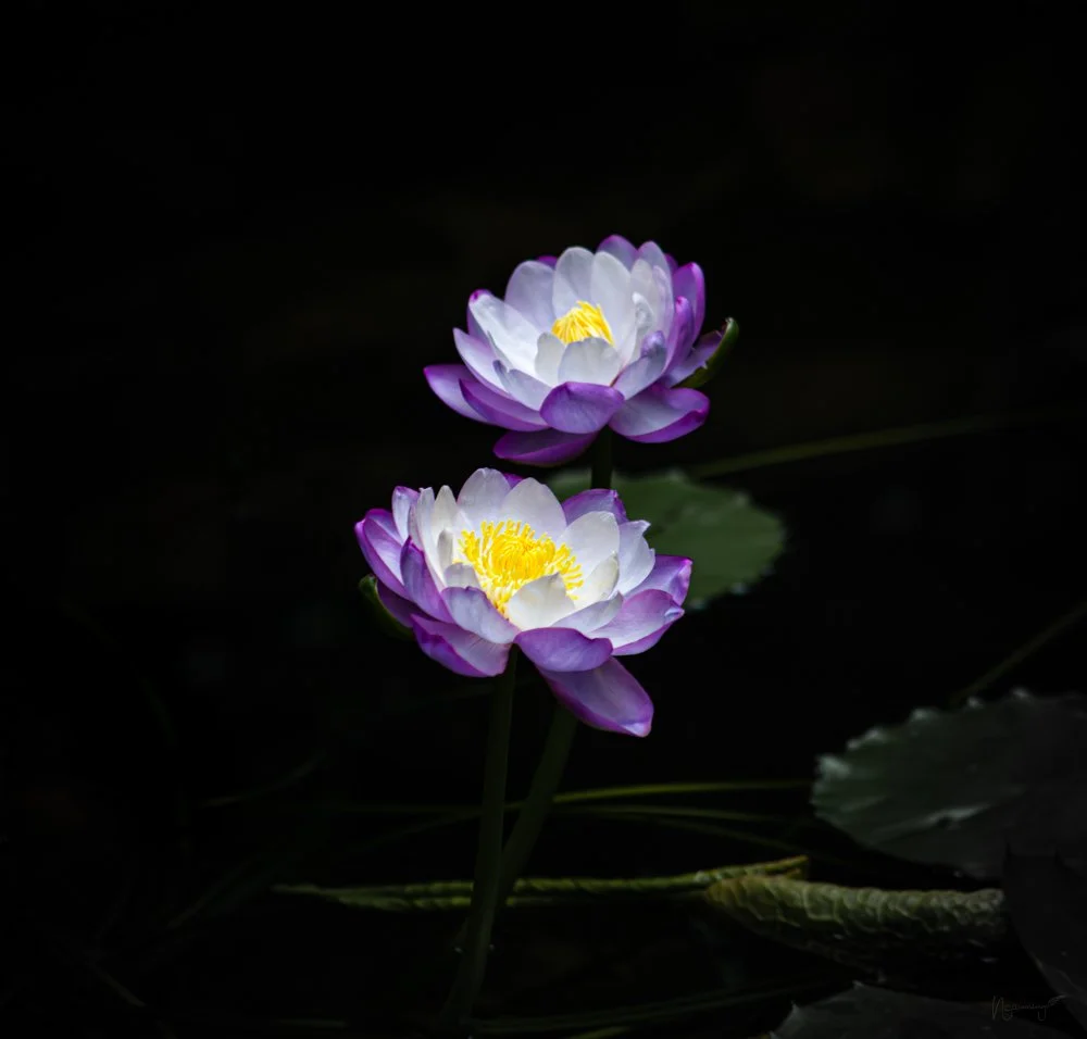 Flors d'aigua