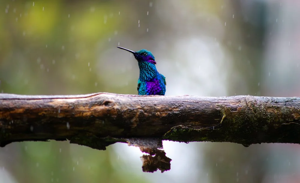 Colibri_Tronc_FotoNatura.jpg