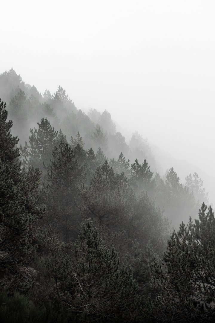 Bosc_FotoNatura.jpg