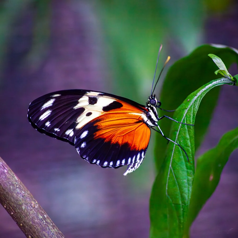 Papallona_Colors_Vius_FotoNatura.jpg