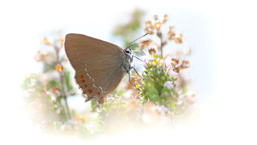 Papallona de la farigola