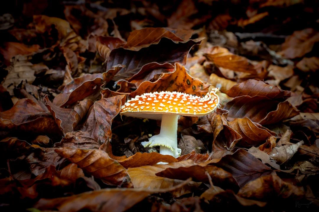 Bolet de tardor