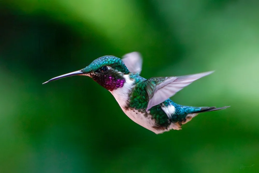 Colibri_Llengua_FotoNatura.jpg