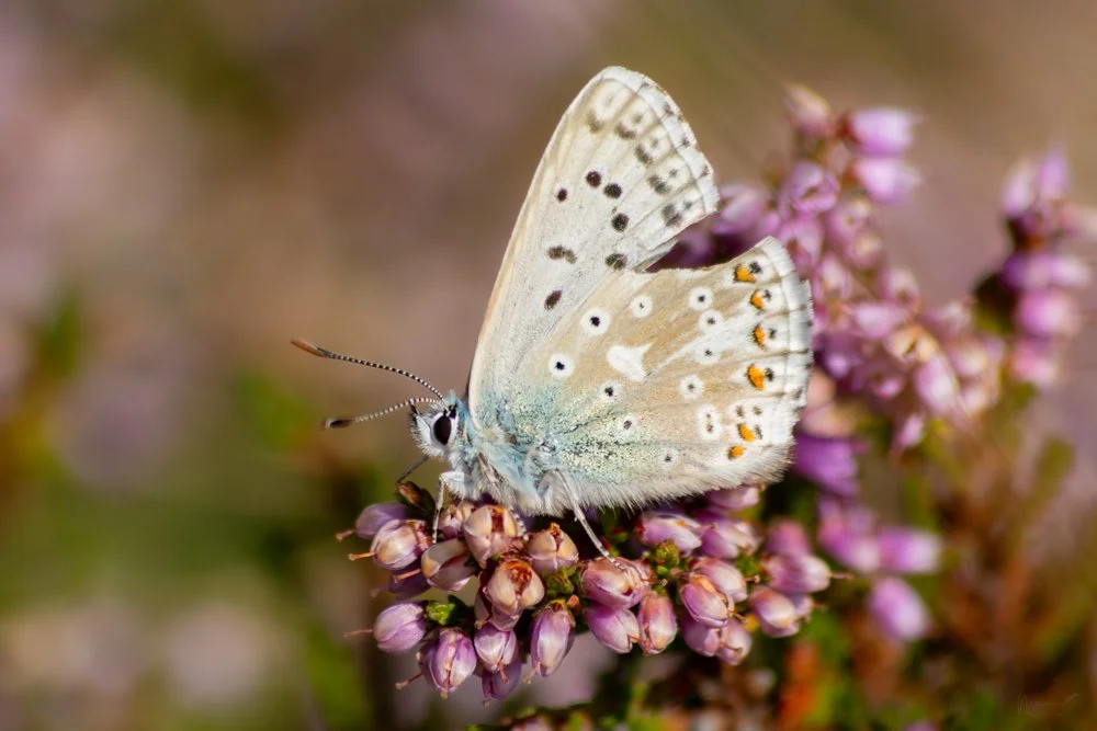 Papallona_en_flor_FotoNatura.jpg