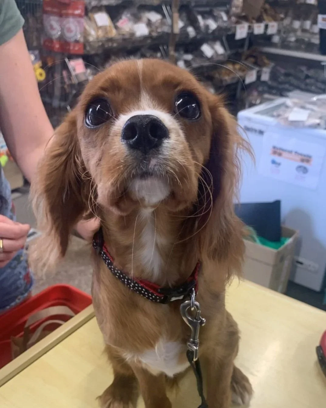 Close-up of a cute brown dog with big dark eyes, wearing a red and black collar, sitting on a table in what appears to be a pet store.