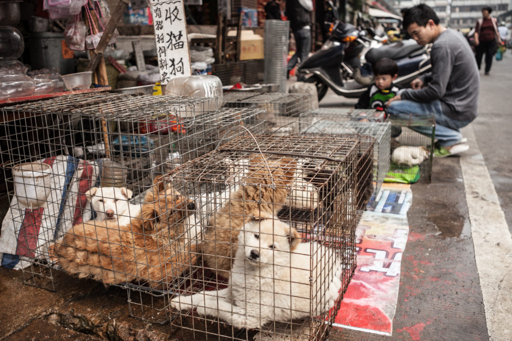 Did HSUS Let Dogs Suffer in China?