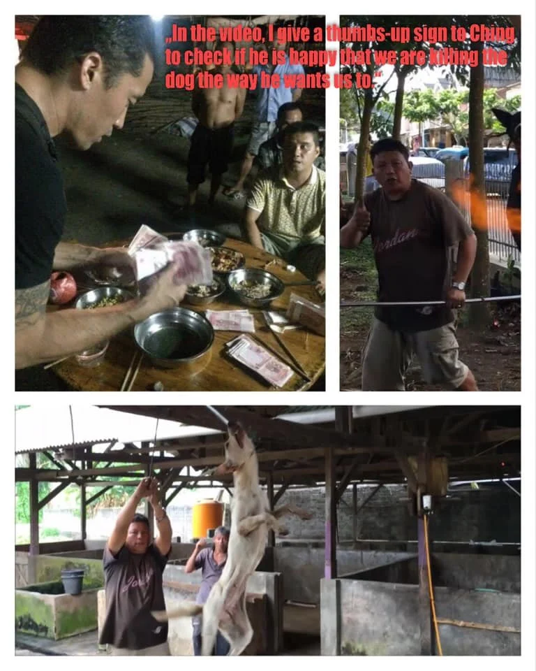 International Animal Rescue Scandal: Charity donors horrified donations  used to pay for dogs to be deliberately tortured.