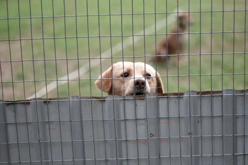 Why the dog meat trade persists in Indonesia, despite consumption being illegal