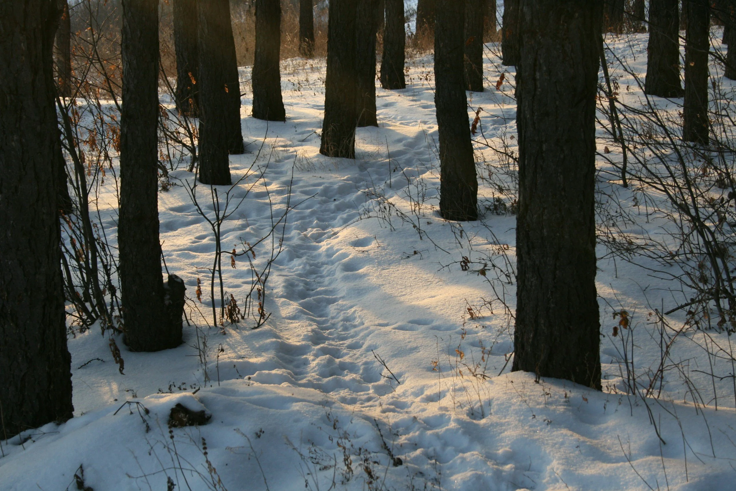 Schneebedeckter Waldweg bei Sonnenuntergang, mit Baumstämmen und Spuren im Schnee.