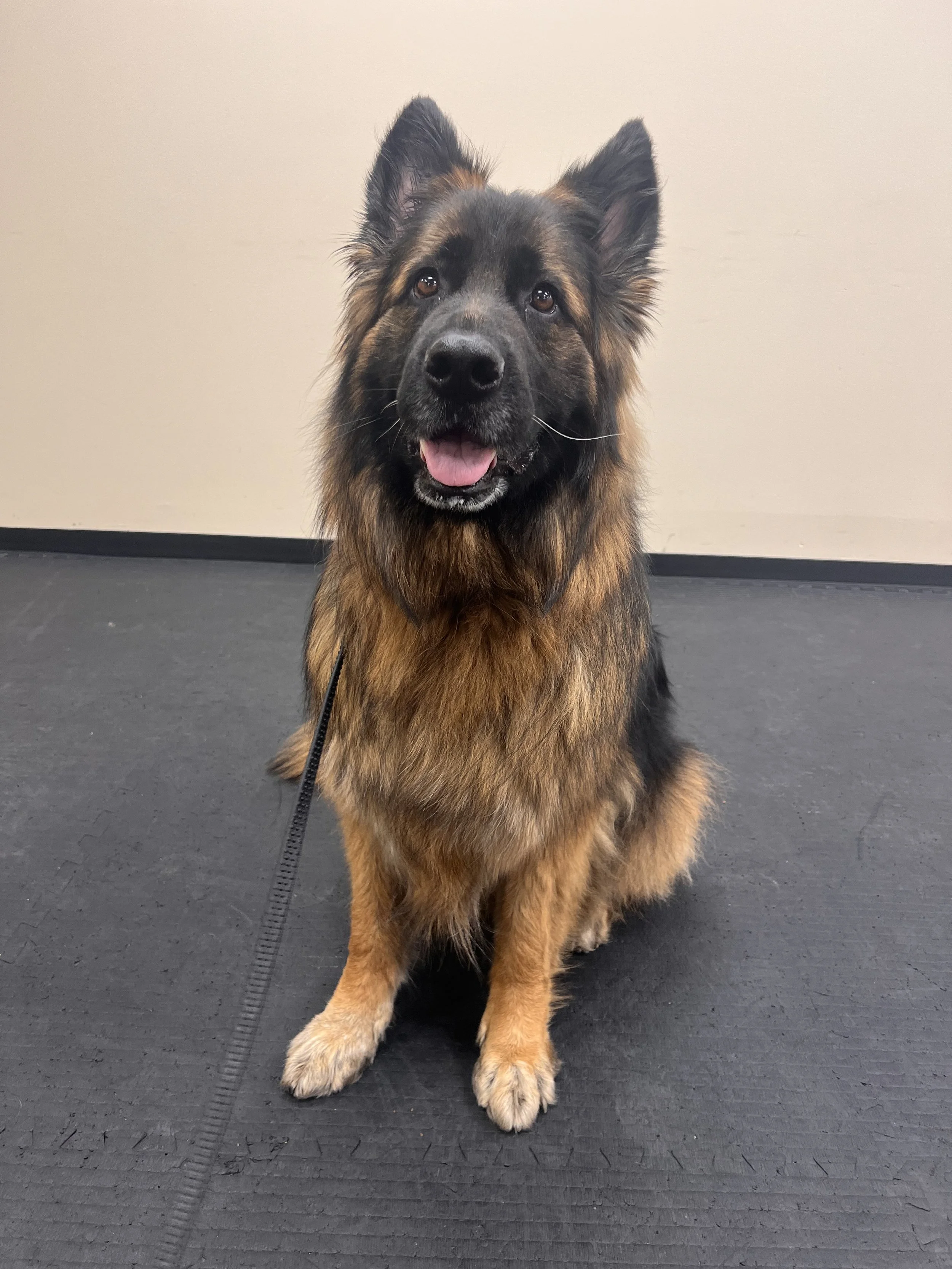 Freya took several classes, joined MeetUps and Community Walk on a regular basis. Freya was reactive to other dogs couple years ago and I met with Keith for helps.  Per his recommendation, we took a class as well as regularly attended the MeetUps as 