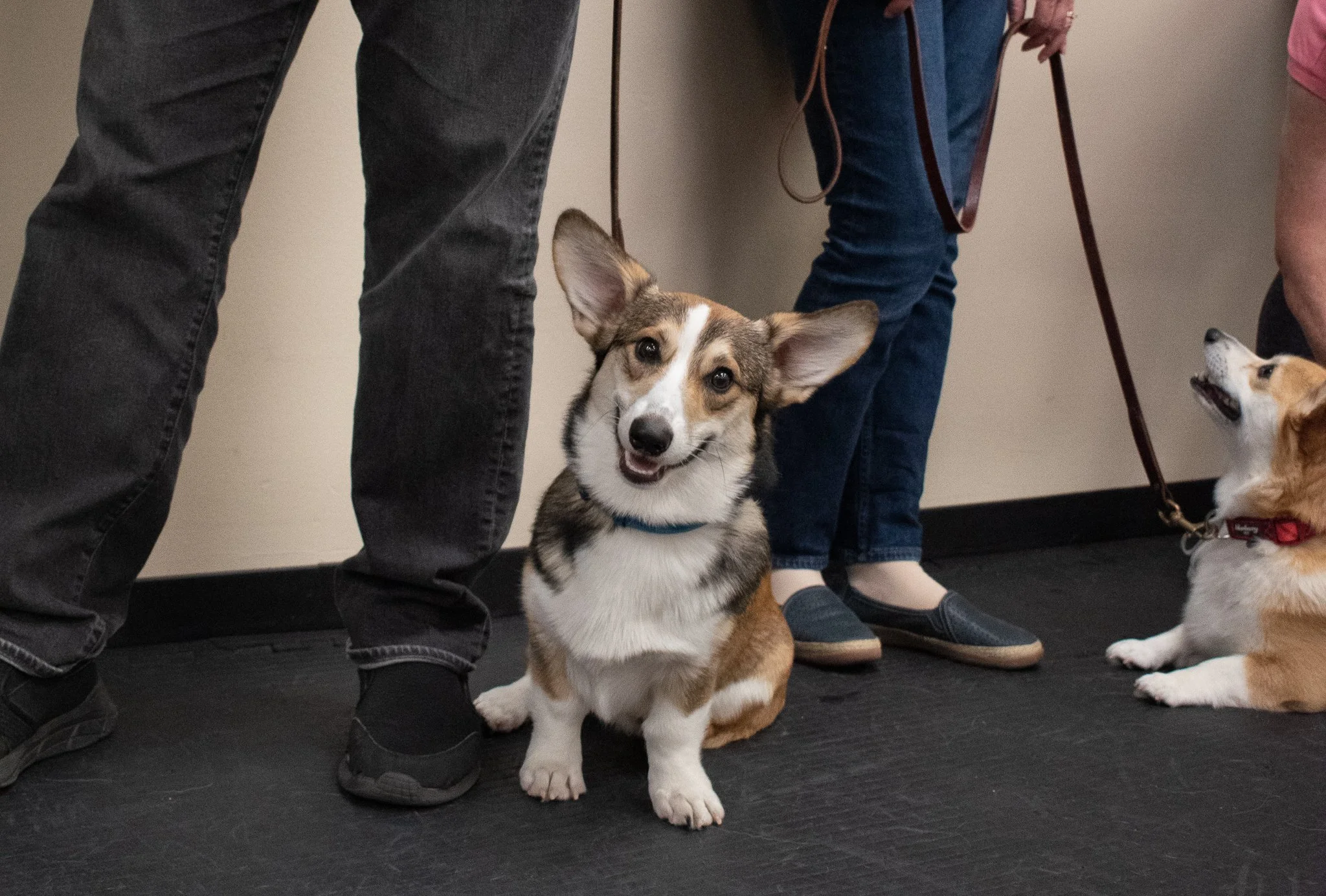 pintublooper1 (1 of 1)-30.jpg