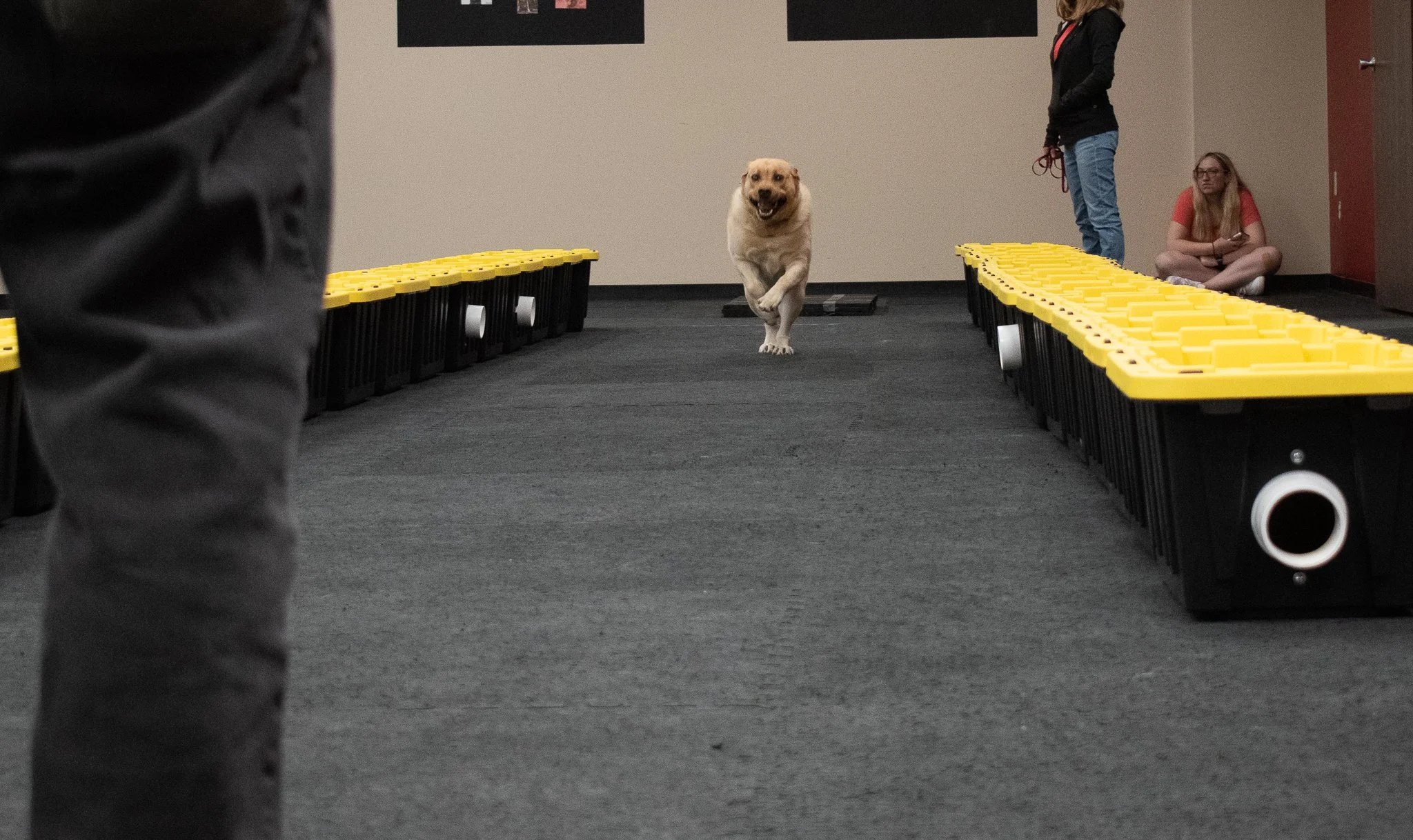 pintublooper1 (1 of 1)-24.jpg