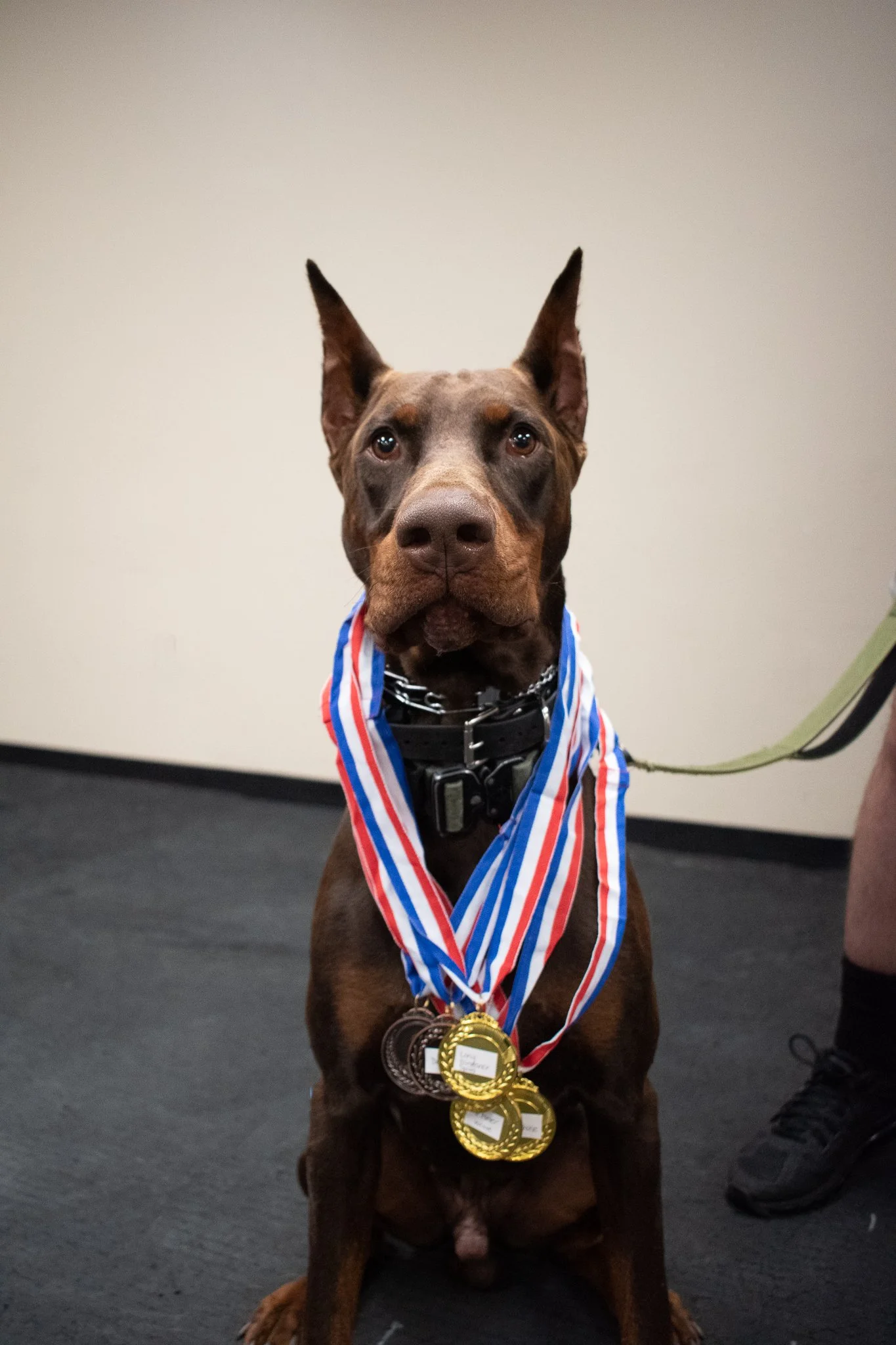 pintublooper1 (1 of 1)-33 (1).jpg