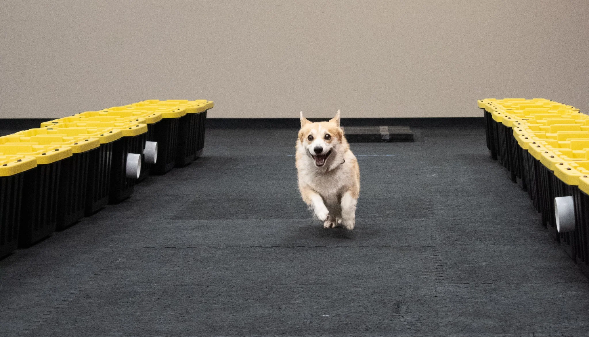 pintublooper1 (1 of 1)-9.jpg