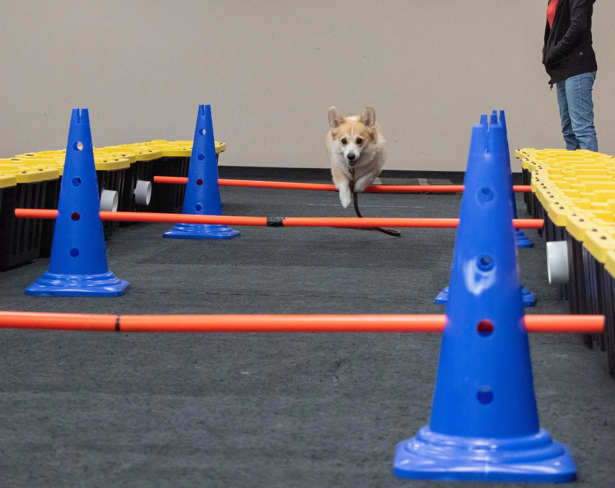 pintublooper1 (1 of 1)-32.jpg