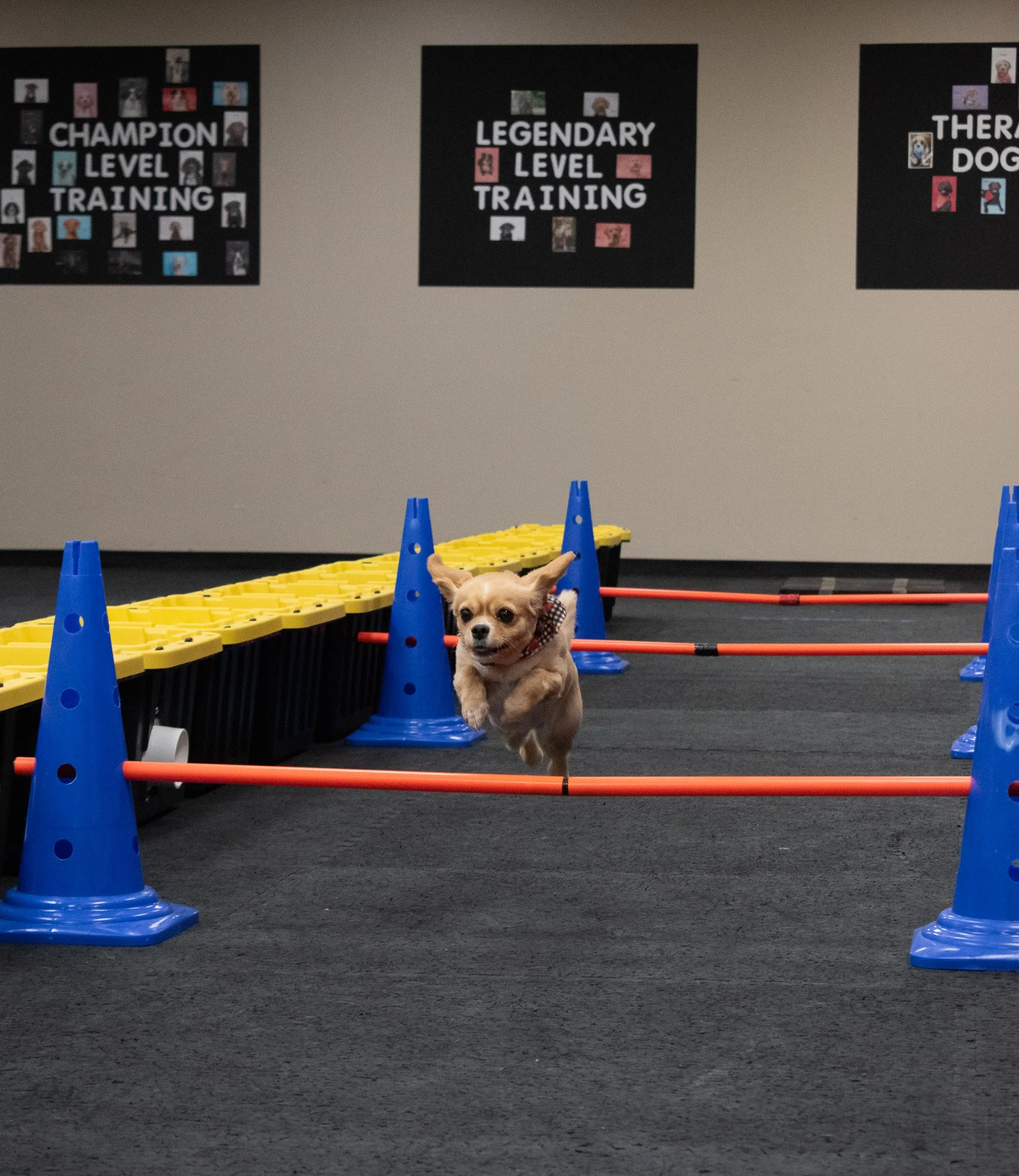 pintublooper1 (1 of 1)-5.jpg