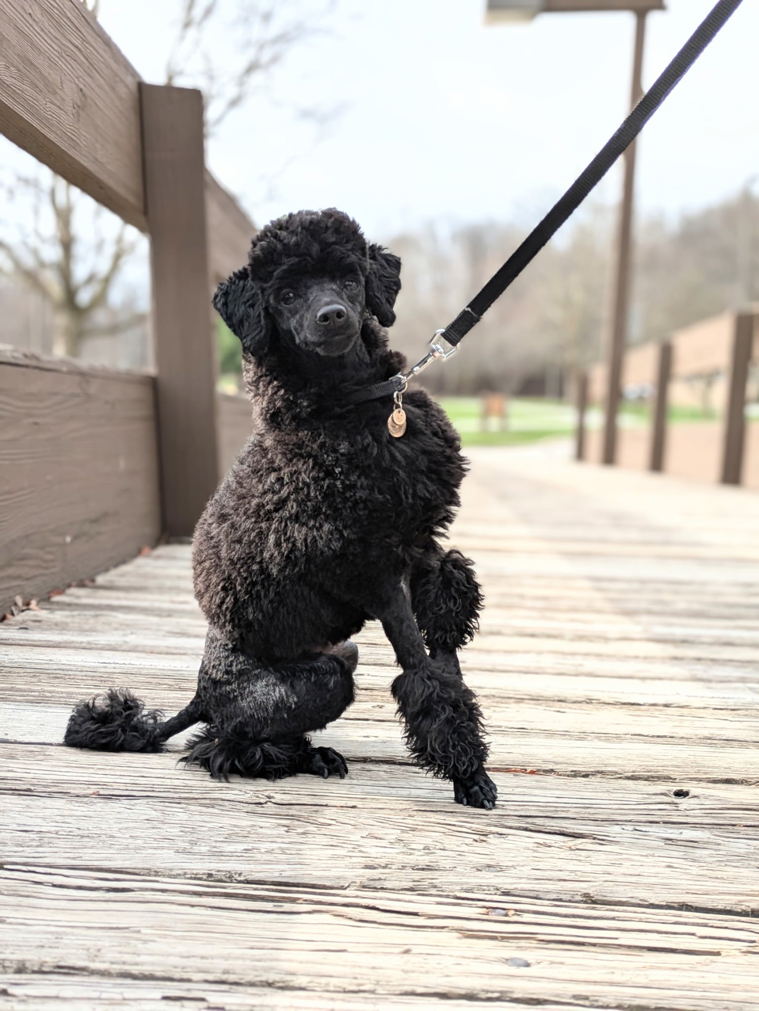 I started bringing Bruiser to Sirius Strides the day after I rescued him at five months old. I was extremely grateful that due to his small size and lack of any socialization, that Lois accommodated him and let us into the puppy class to start with. 